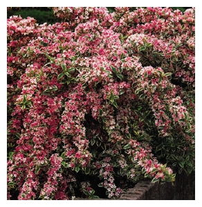 WEIGELA x 'Suzanne'